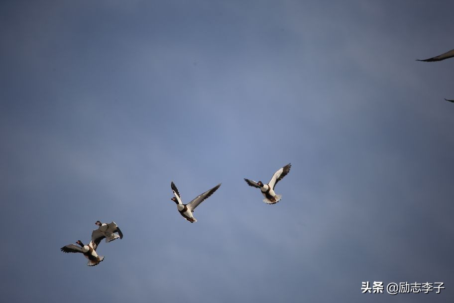 宁夏候鸟,候鸟监测简报