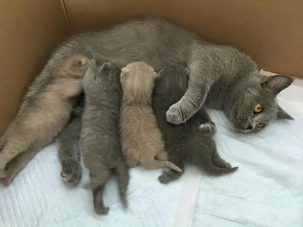 怎么护理即将要生猫宝宝的母猫,刚生完猫的母猫怎么护理