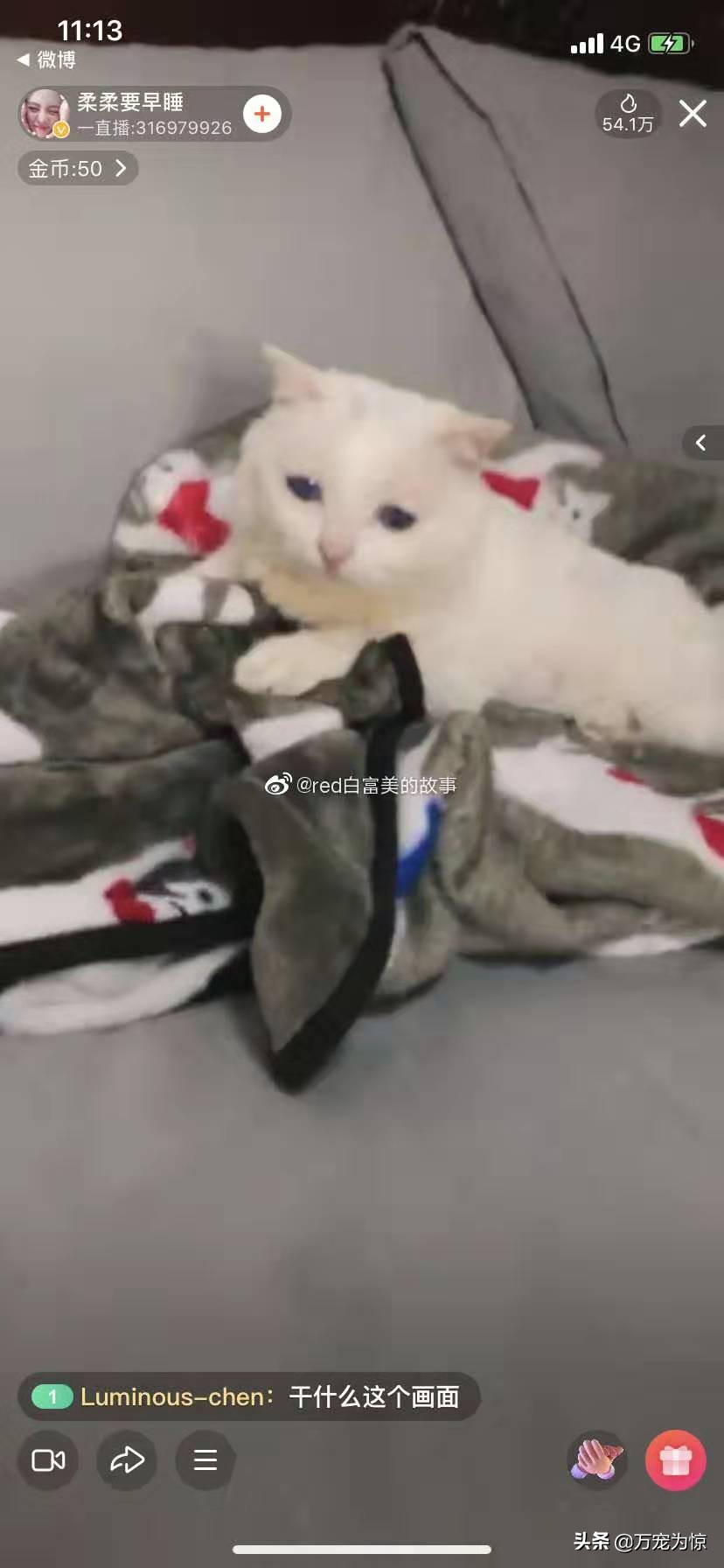 瑞拉热议——如何做好一名称职的铲屎官