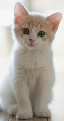 逗猫后猫咪呕吐,逗猫后呕吐