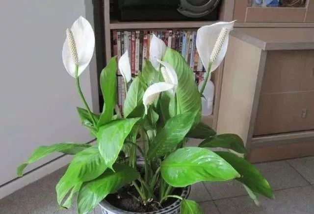 白掌如何养护才能开花,白掌如何多开花