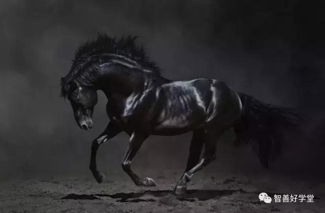 关于马的基本知识和方法,你知道吗关于马的一些小知识