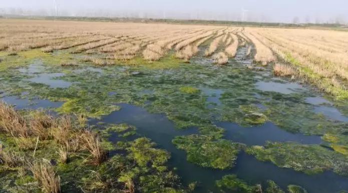 青苔死亡后用什么消毒,青苔死亡处理