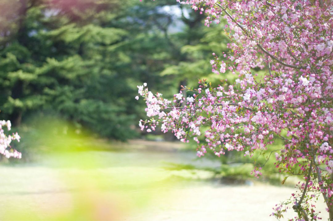 庭院栽树的讲究和忌讳,庭院种哪些树对庭院风水有利