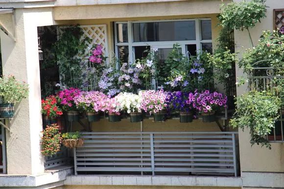 养花用多菌灵和磷酸二氢钾,养花磷酸二氢钾如何正确使用