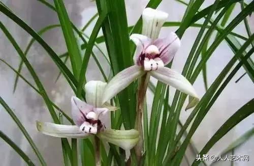 全国56市市花太美了的视频,中国56市市花图片