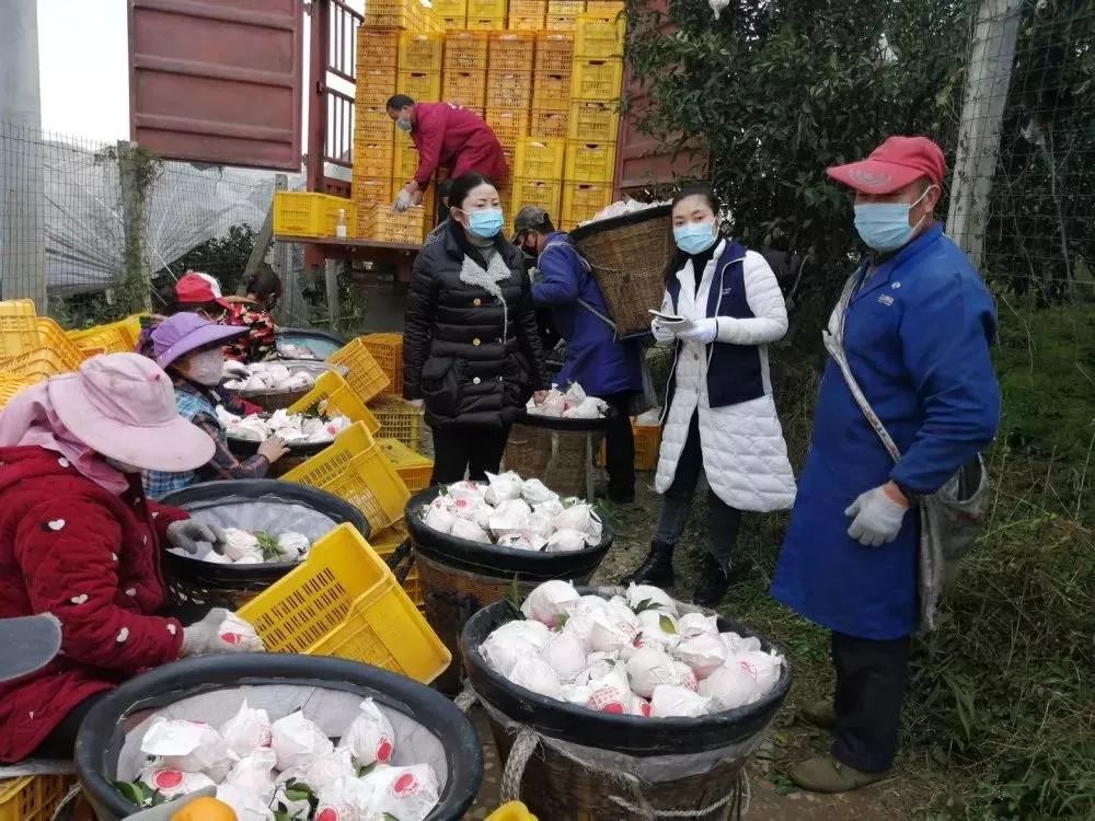 疫情下蔬菜滞销,为什么今年水果滞销