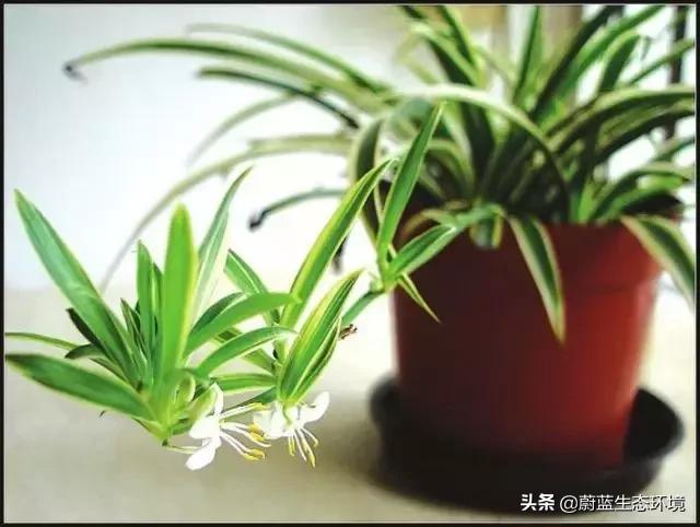 除甲醛的绿植有哪些比较好养,除甲醛最好的绿植都有啥