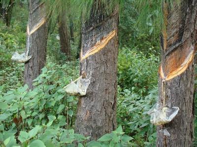 数千万年前琥珀是怎么成形的,琥珀完美封存的古老记忆