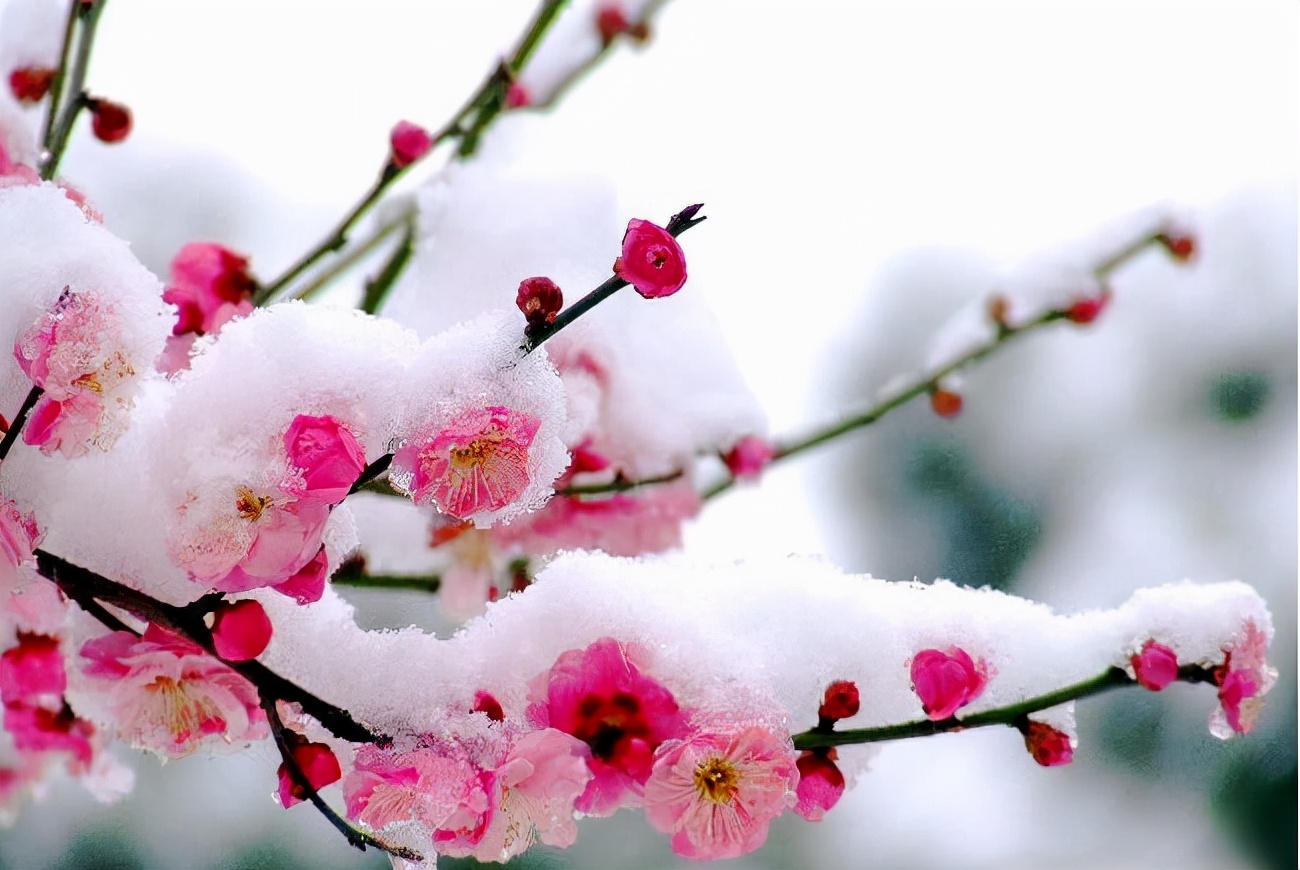 为什么美国国鸟是白头鹰,美国的国鸟和日本的国家鸟谁厉害