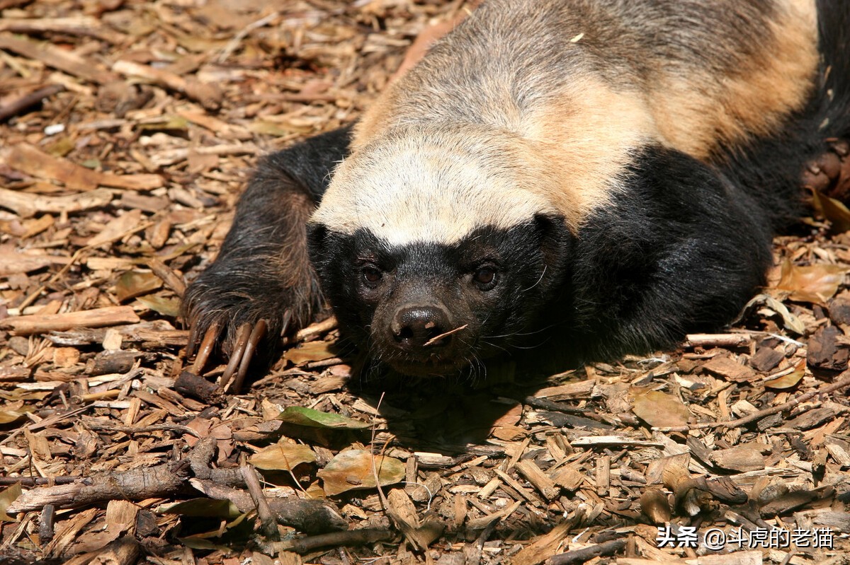 蜜獾那么凶猛真实的战斗力咋样,蜜獾展现真实实力