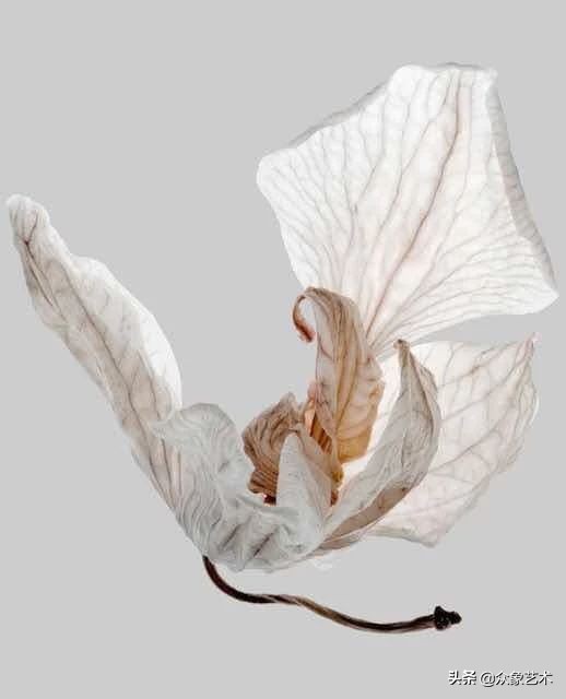 如何制作干花片,如何制作干花花束