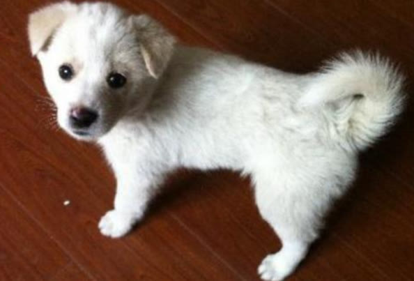 常见的小狗狗品种大全及图片,值得推荐的小狗品种有哪些