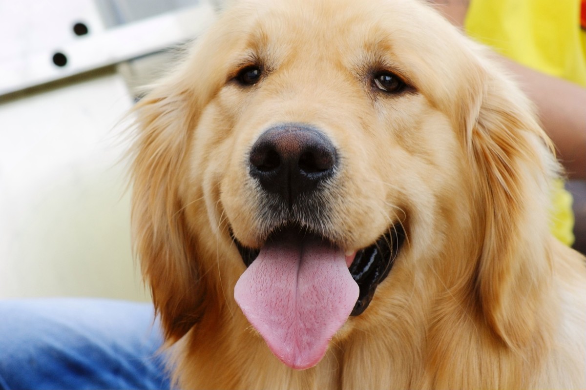 小金毛养狗知识,小金毛喂养的正确方法