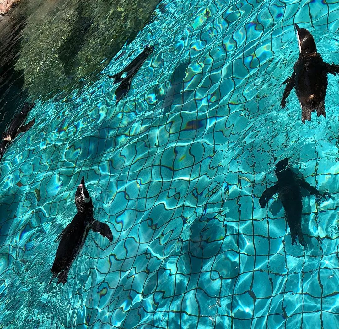 上海动物园打卡攻略,上海野生动物园的旅游路线示意图