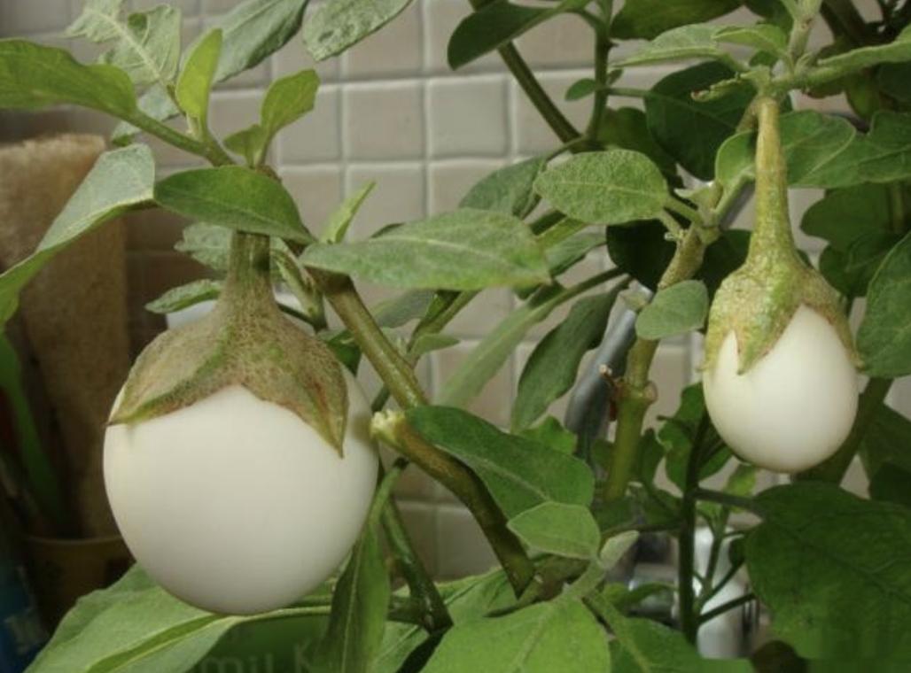 奶奶在家孵化的小鸡,奶奶家刚孵化出来的小鸡