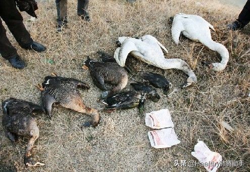 戒不掉垃圾食品,戒不掉的十种食物