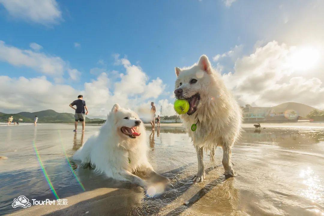 带着宠物去旅行的日常生活,想带着宠物一起旅游哪种好