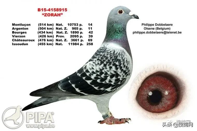 冠军鸽王家族:“罗科”（Rocco）黄*血金**系