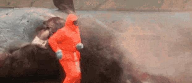 为何沙漠中能遇到渴死的骆驼,在沙漠遇到渴死的骆驼怎么不能碰