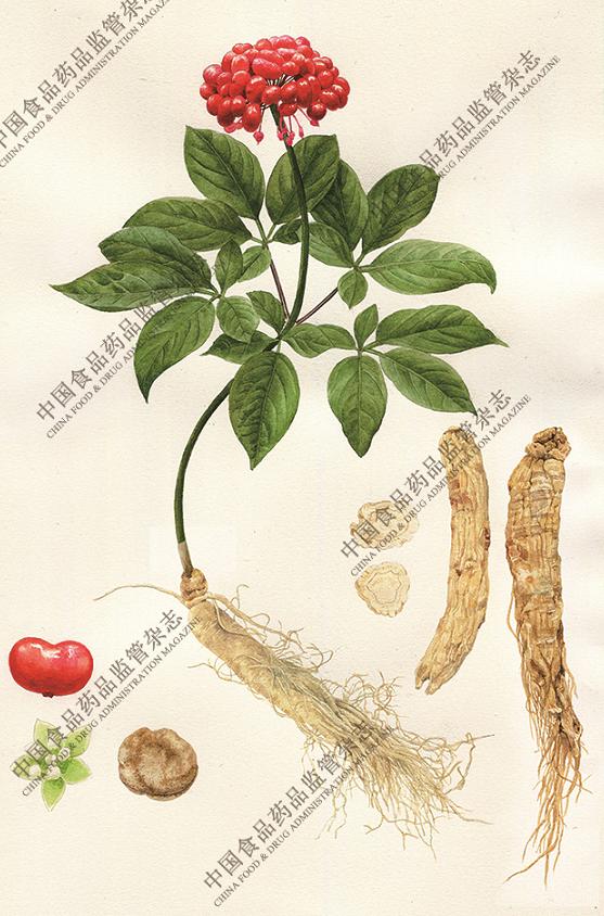 本草知识人参,本草中国视频感悟