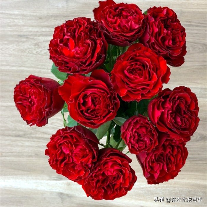 月季生病了用什么药效果好,月季可以打什么药预防