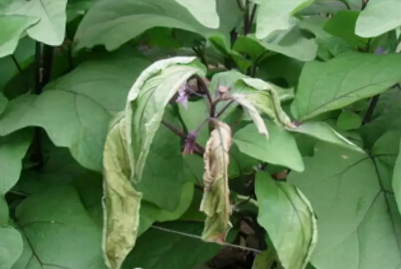 茄子出现叶片枯死,茄子青枯是什么原因