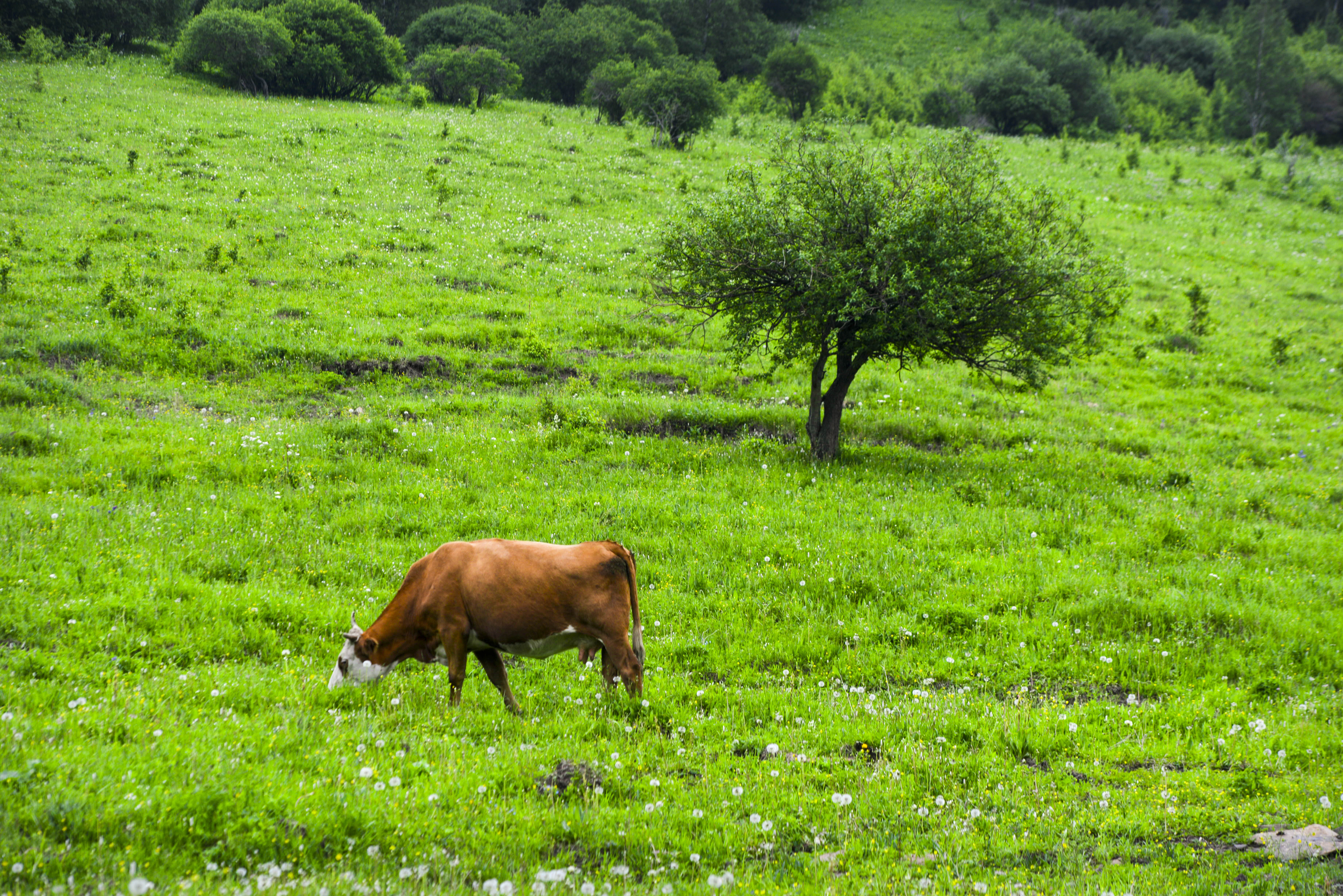 坝上草原照片高清图片,坝上草原风景图100张