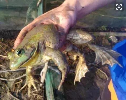 牛蛙养殖防寄生虫非常严格,牛蛙养殖该怎么预防肠炎跟歪头