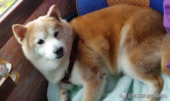 一半都领养！45只汪搭游览车出去玩整团狗下车路人抢合照！