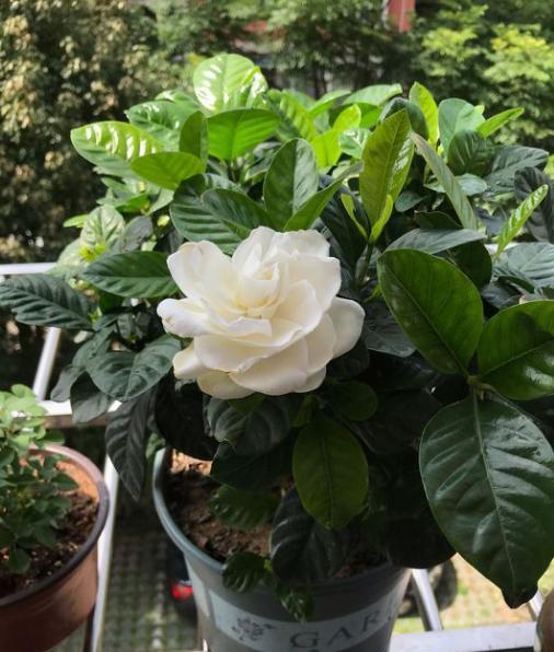 栀子花黄叶施什么肥料好,栀子花黄叶掉叶换土春季