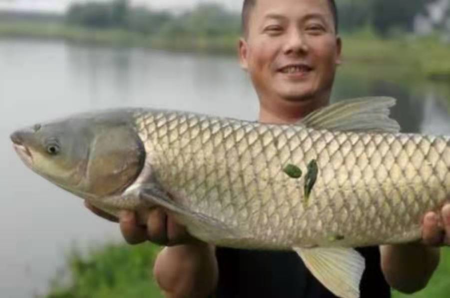 钓草鱼最正确的技术,钓大草鱼绝招最佳方法