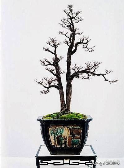 双干树,双干型果树