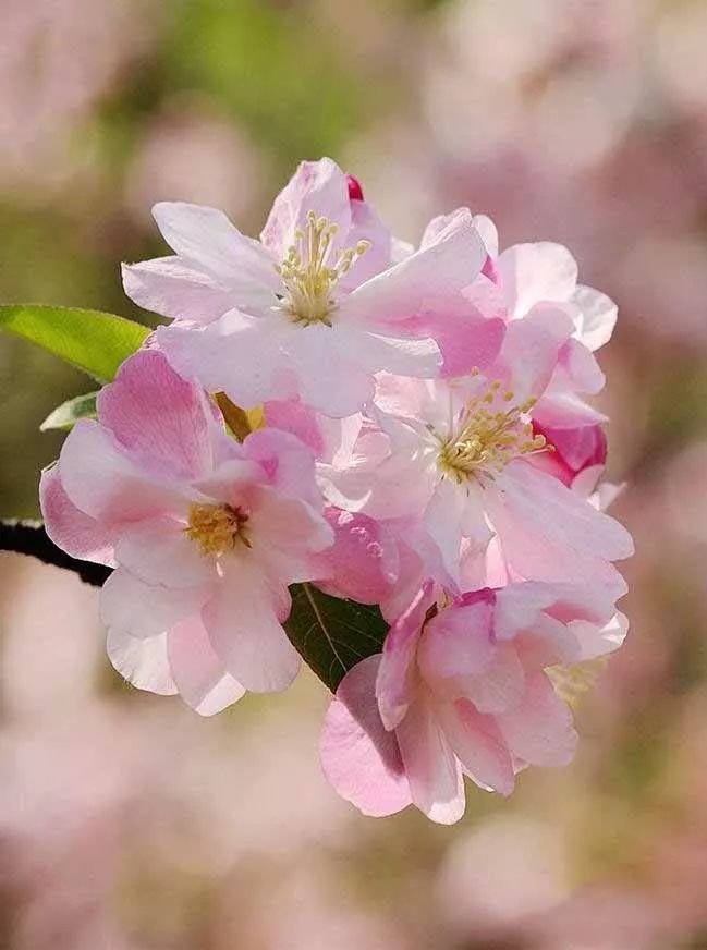海棠花溪图片,海棠亭畔醉花溪诗词
