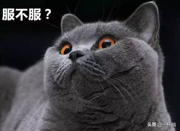 一根猫、一滩猫、一架猫，喵星人逆天姿势大全