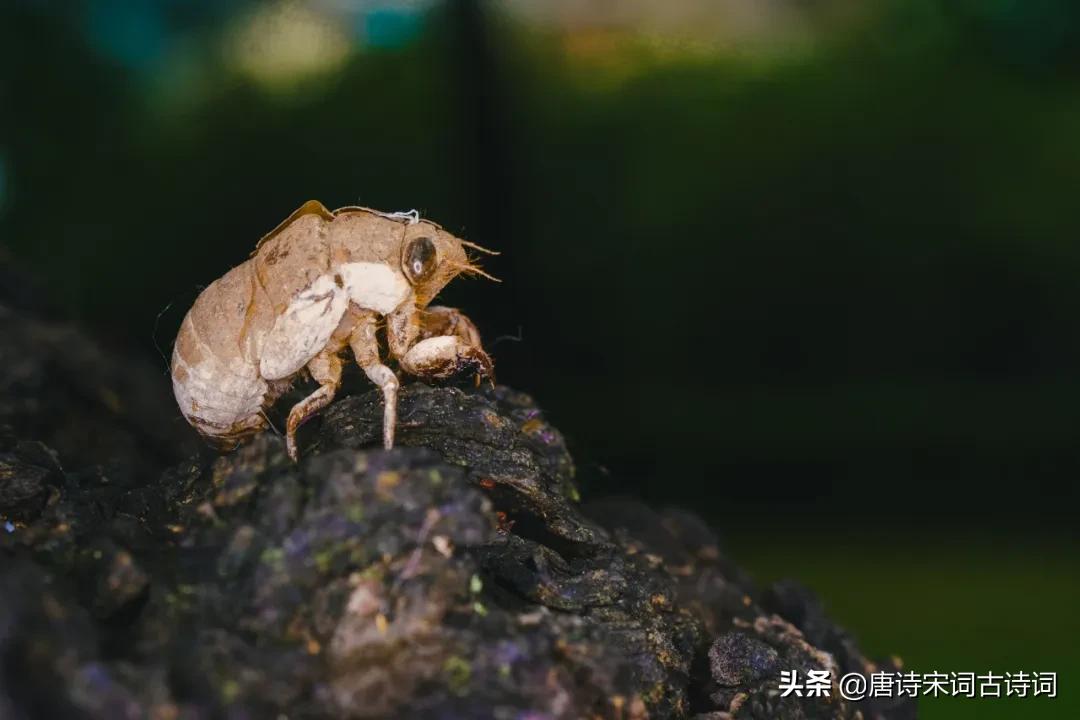 倚杖柴门外临风听暮蝉全诗赏析,倚杖柴门外临风听暮蝉的意思