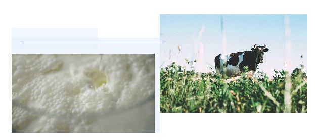 怎样识别奶的真假,真假牛奶的辨别小技巧