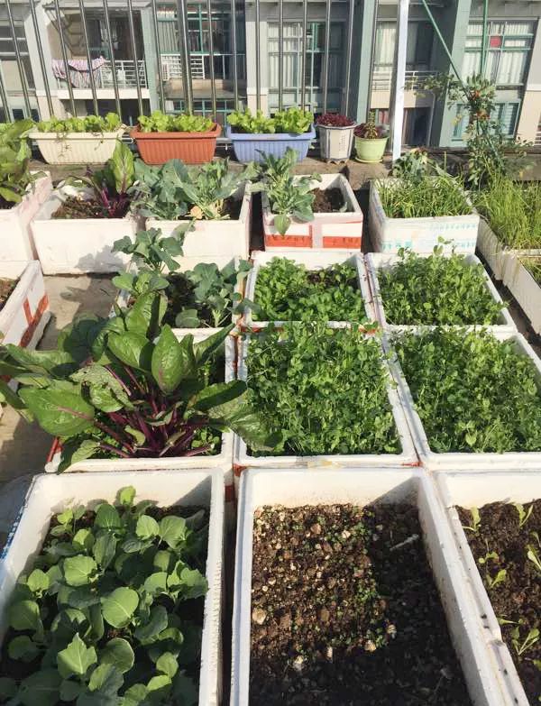 阳台种菜不用胶水的方法,阳台种菜万能种子播种法新手扫盲