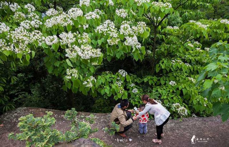 隐世原乡,又见桐花开。