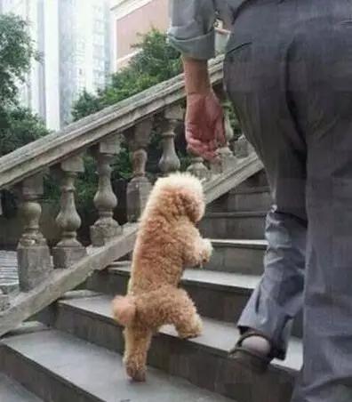 狗狗教狗站立,怎么样可以教狗狗学会站立