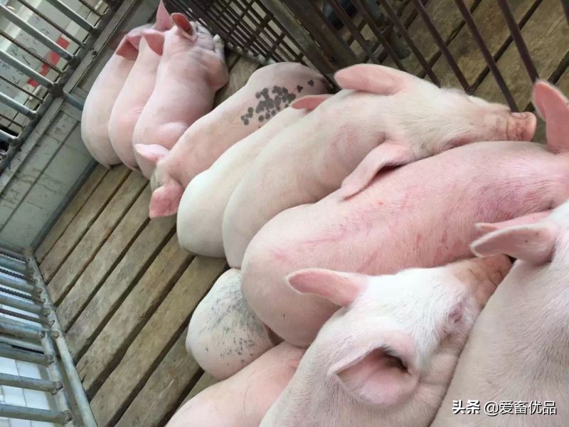 母猪乳腺炎的防治方法,母猪乳房炎防治及措施