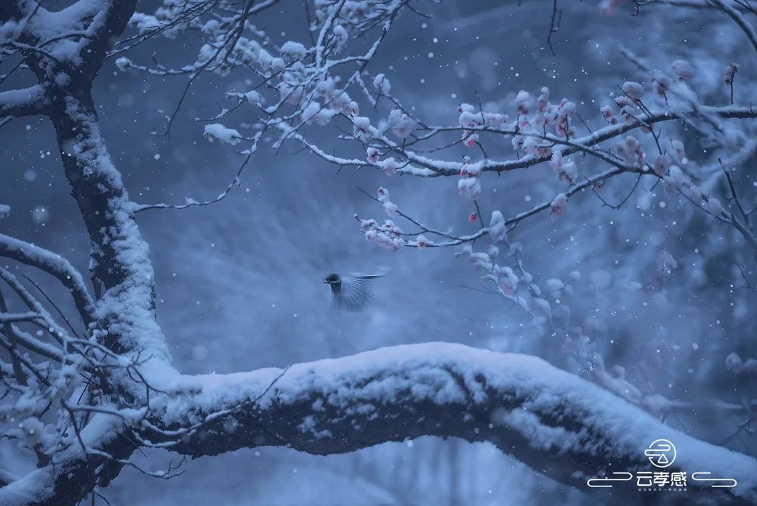 李鸿飞摄影作品初春,李鸿飞画家