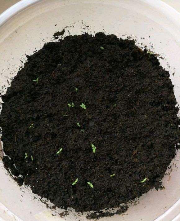 石榴籽盆栽生长过程,石榴籽种盆栽的时间选择