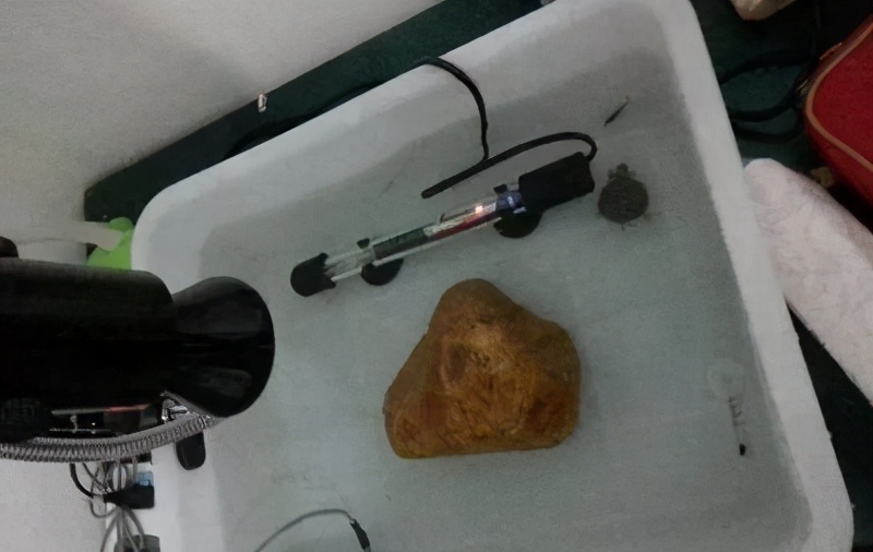 鱼缸怎么选合适的加热棒,鱼缸加热棒的正确选择方法