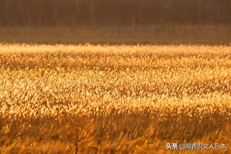 黄金色的芒草，让秋天多了份文艺的风情，日本国内最美芒草名所
