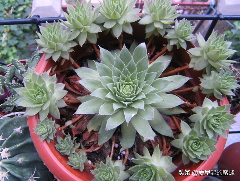 观音莲养了一年不长怎么办,观音莲养多久会爆下崽