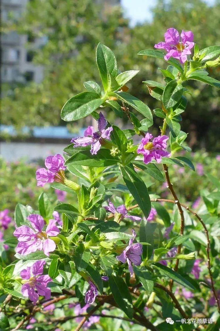 细叶萼距花耐寒吗,细叶萼距花喜光喜阴