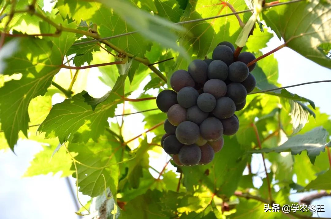 巨峰葡萄为什么容易掉粒,巨峰葡萄串型小怎么回事