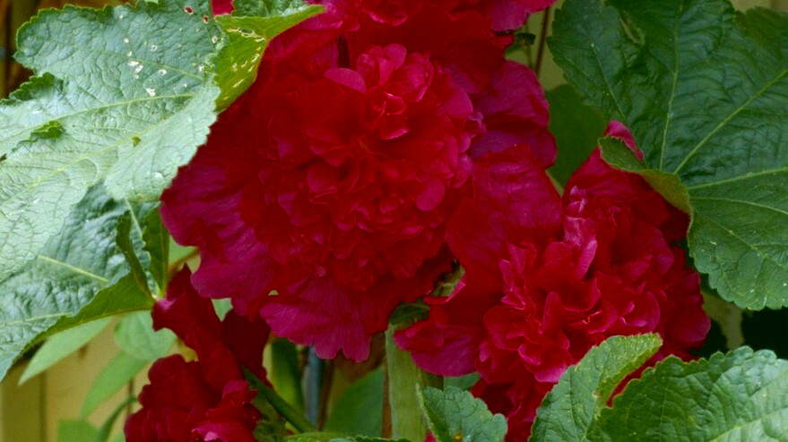 关于蜀葵的诗词名句,蜀葵经典诗词