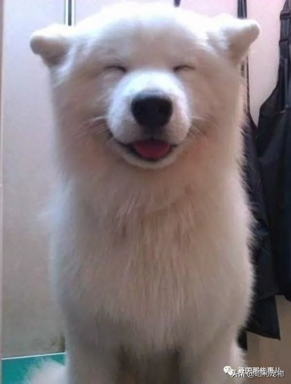 要狗看门？千万别选萨摩耶！这货除了笑不会干别的了